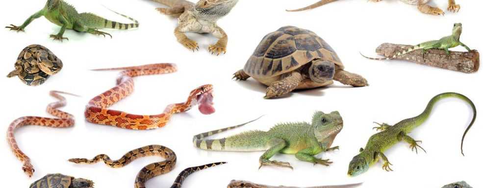 Atendimento Domiciliar